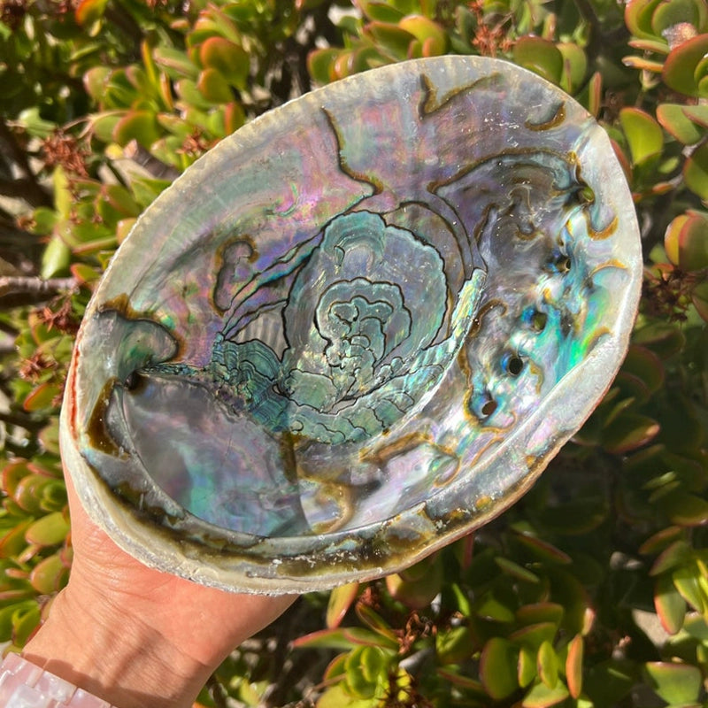 Salvia Abalone Shell from Australia, Colorful Abalone Shells and Bracket