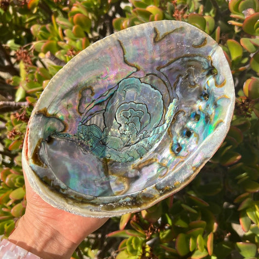 Salvia Abalone Shell from Australia, Colorful Abalone Shells and Bracket