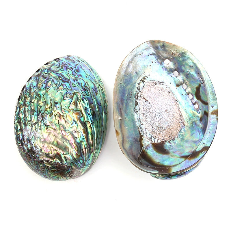 Salvia Abalone Shell from Australia, Colorful Abalone Shells and Bracket