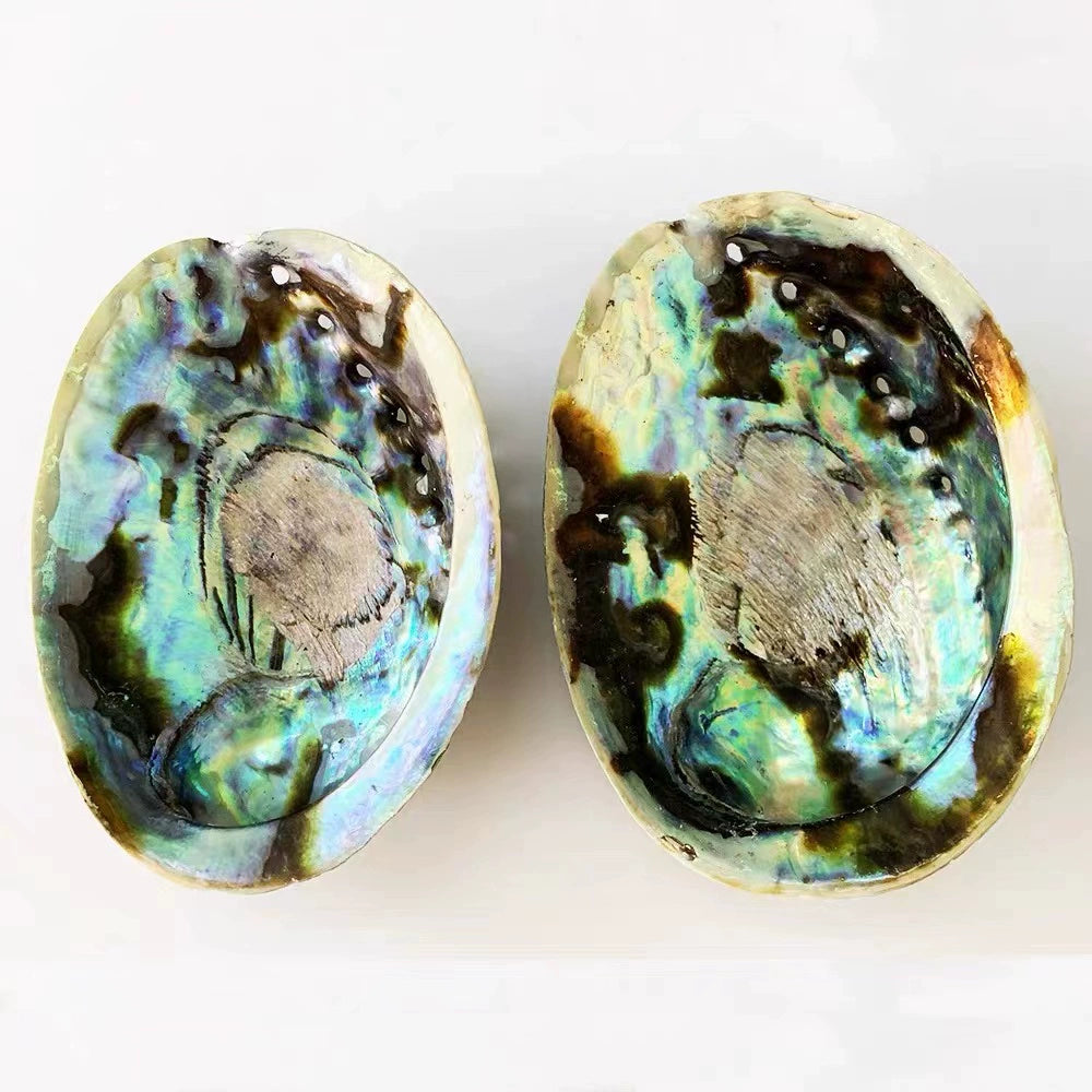 Salvia Abalone Shell from Australia, Colorful Abalone Shells and Bracket
