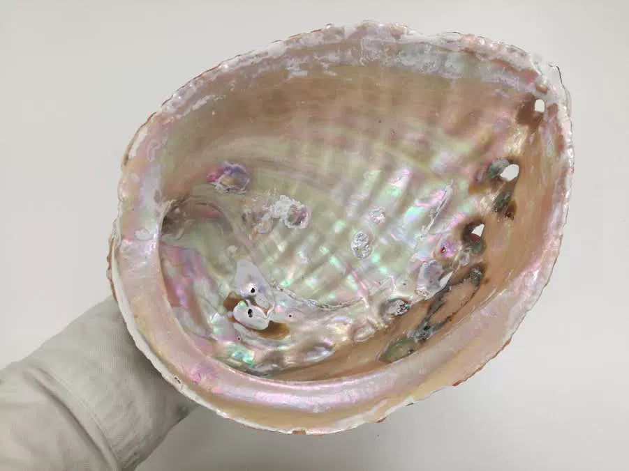 Salvia Abalone Shell from Australia, Colorful Abalone Shells and Bracket