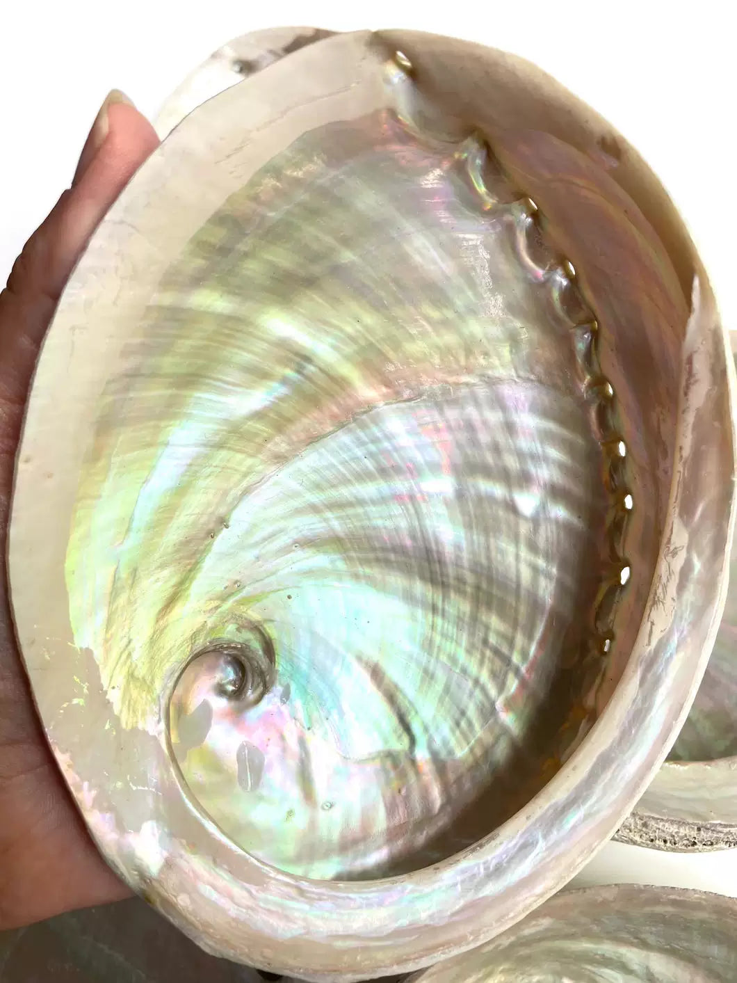 Salvia Abalone Shell from Australia, Colorful Abalone Shells and Bracket