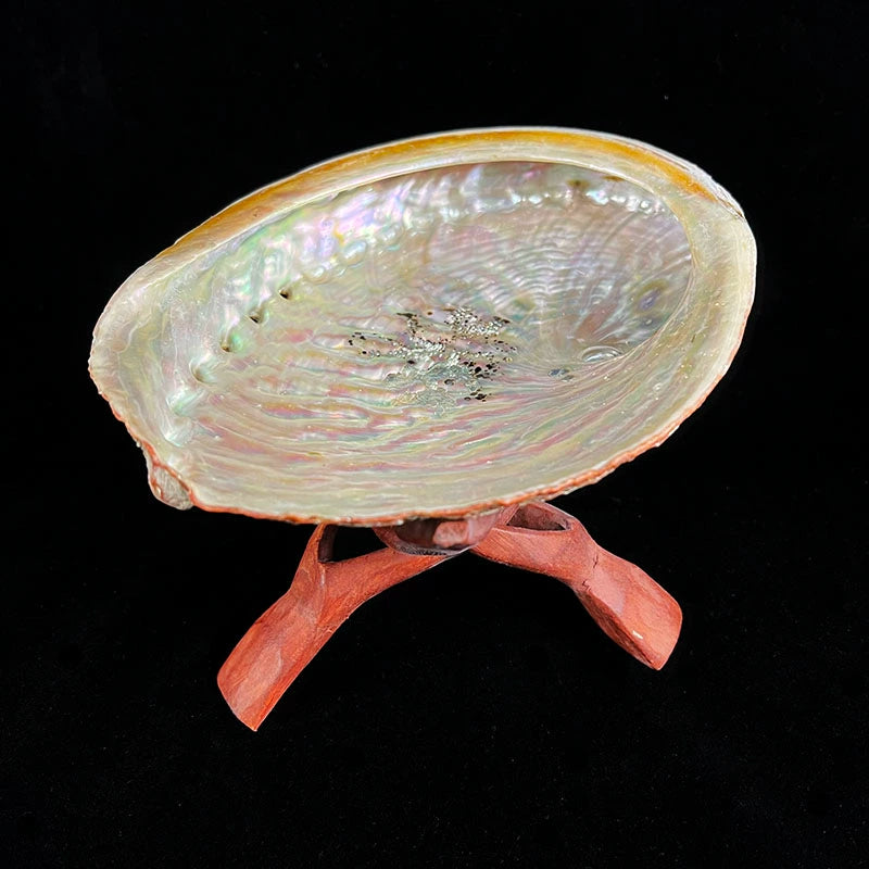 Salvia Abalone Shell from Australia, Colorful Abalone Shells and Bracket