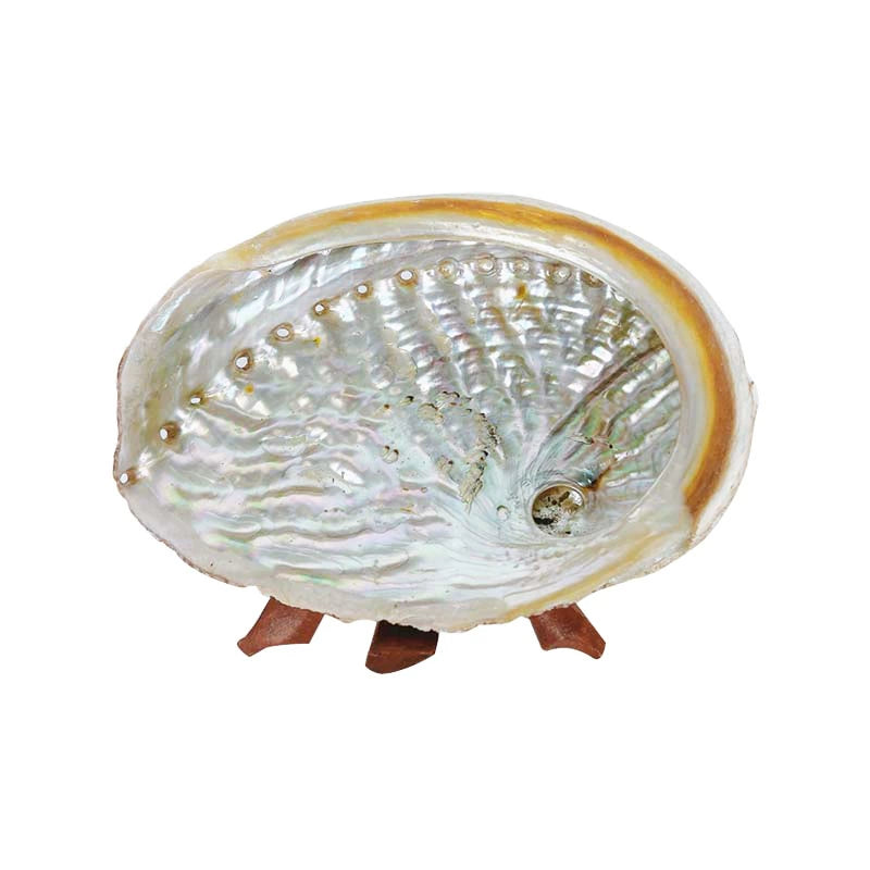 Salvia Abalone Shell from Australia, Colorful Abalone Shells and Bracket