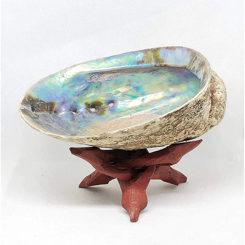Salvia Abalone Shell from Australia, Colorful Abalone Shells and Bracket