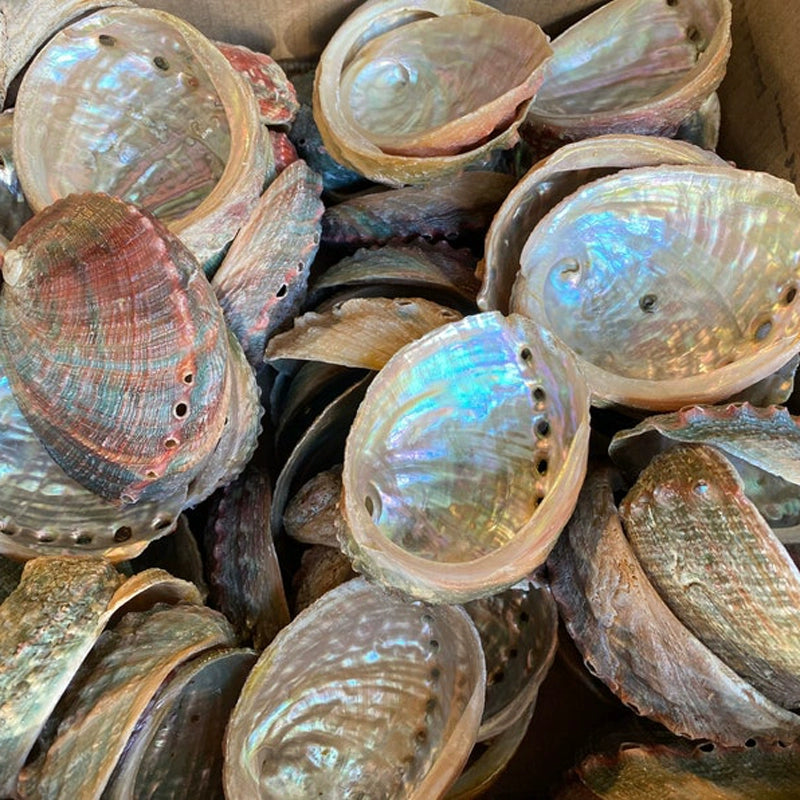 Salvia Abalone Shell from Australia, Colorful Abalone Shells and Bracket