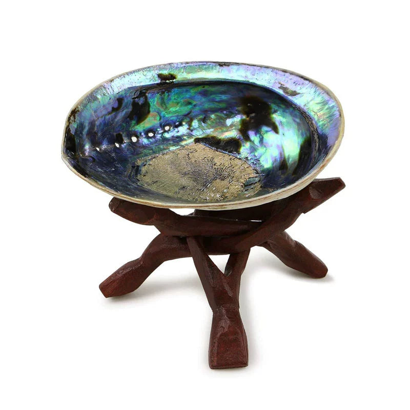 Salvia Abalone Shell from Australia, Colorful Abalone Shells and Bracket