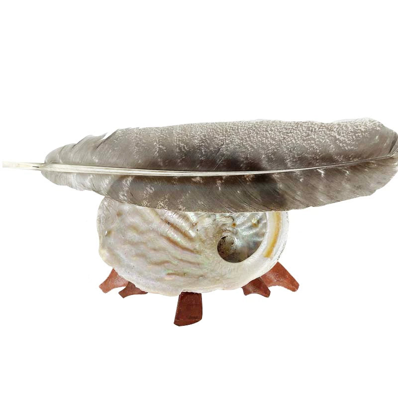 Salvia Abalone Shell from Australia, Colorful Abalone Shells and Bracket